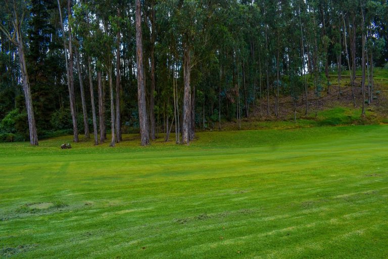 Unconventional Uses of Lawn Aeration: Beyond Grass Health